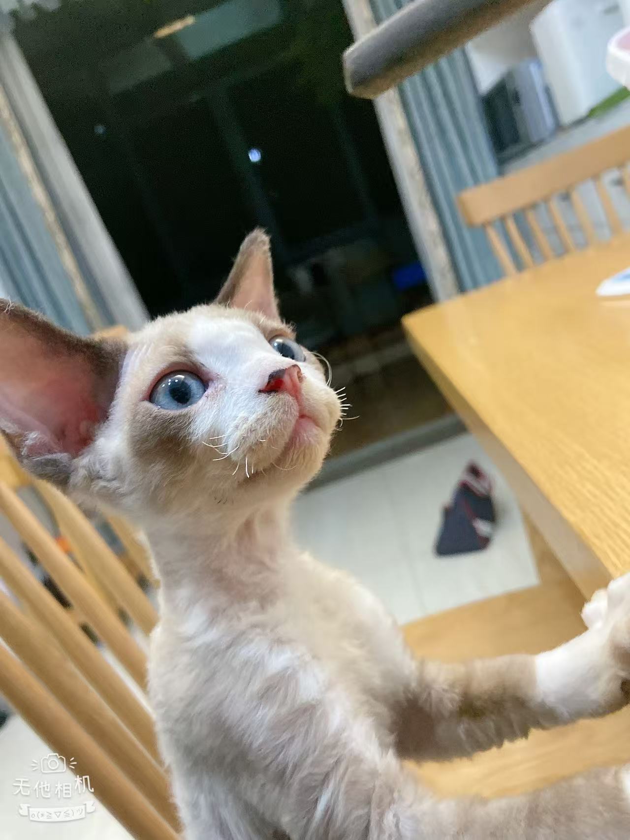 德文海豹色枫叶开脸